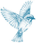 Vintage Blue Bird
